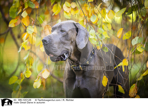 Deutsche Dogge Rde im Herbst / male Great Dane in autumn / RR-105126