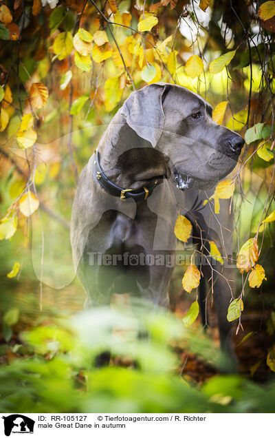 Deutsche Dogge Rde im Herbst / male Great Dane in autumn / RR-105127