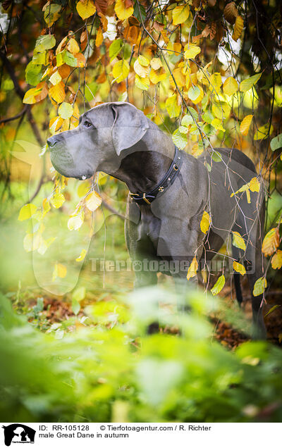 Deutsche Dogge Rde im Herbst / male Great Dane in autumn / RR-105128