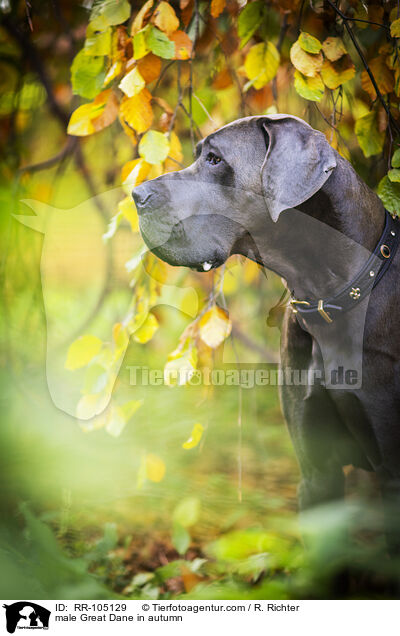 Deutsche Dogge Rde im Herbst / male Great Dane in autumn / RR-105129