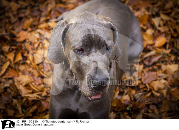 Deutsche Dogge Rde im Herbst / male Great Dane in autumn / RR-105130