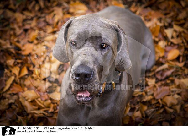 Deutsche Dogge Rde im Herbst / male Great Dane in autumn / RR-105131