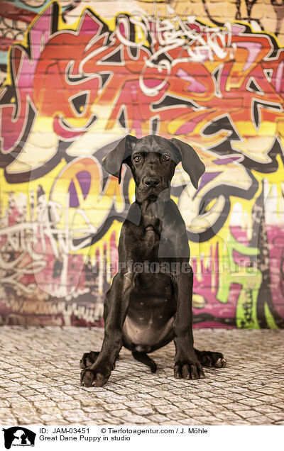Deutsche Dogge Welpe im Studio / Great Dane Puppy in studio / JAM-03451