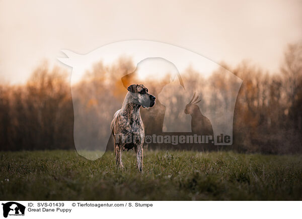 Deutsche Dogge Welpe / Great Dane Puppy / SVS-01439