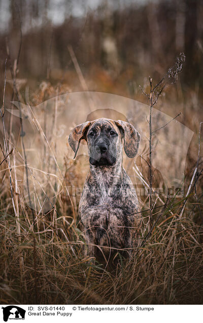 Great Dane Puppy / SVS-01440