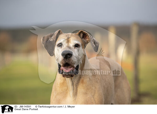 Deutsche Dogge Portrait / Great Dane Portrait / JM-14591