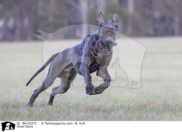 Deutsche Dogge / Great Dane / BK-02272