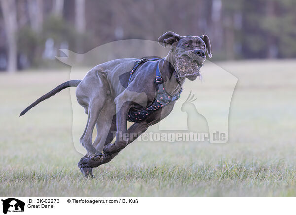 Deutsche Dogge / Great Dane / BK-02273