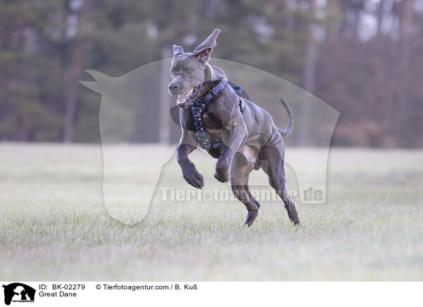 Deutsche Dogge / Great Dane / BK-02279
