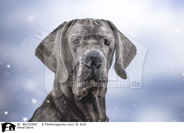 Great Dane / BK-02285