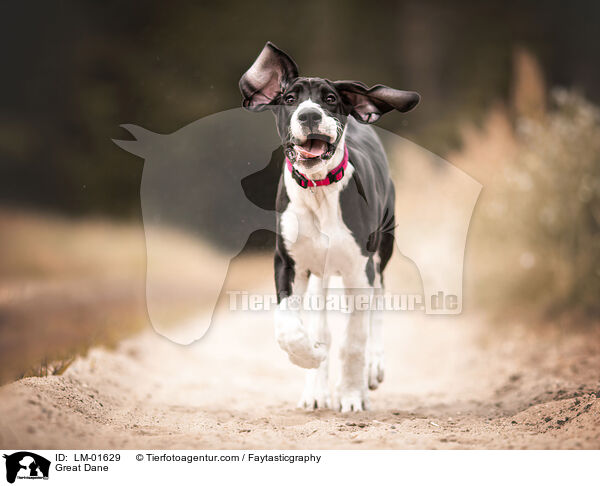 Deutsche Dogge / Great Dane / LM-01629