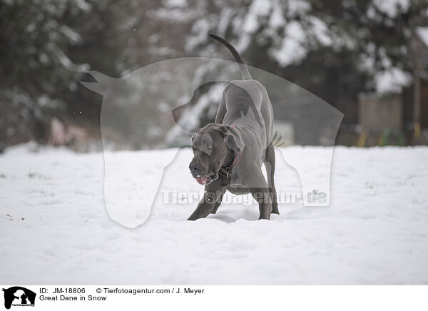 Deutsche Dogge im Schnee / Great Dane in Snow / JM-18806