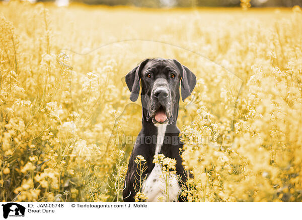Deutsche Dogge / Great Dane / JAM-05748