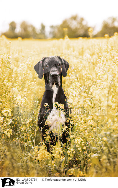 Deutsche Dogge / Great Dane / JAM-05751