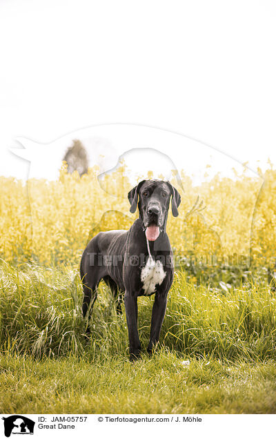 Deutsche Dogge / Great Dane / JAM-05757