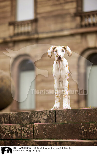 Deutsche Dogge Welpe / Deutsche Dogge Puppy / JAM-06005