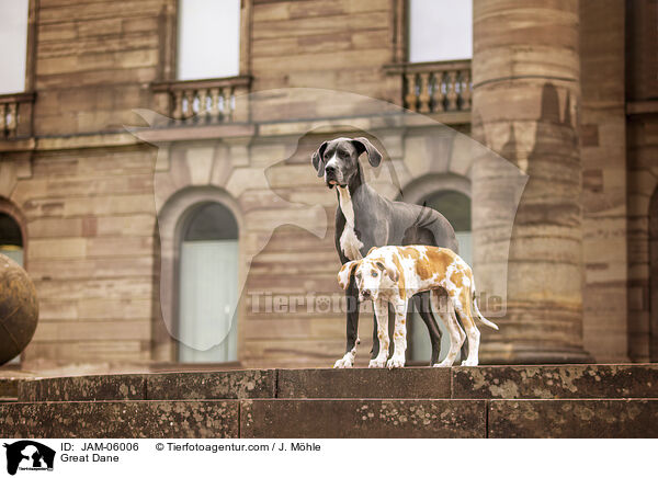 Deutsche Dogge / Great Dane / JAM-06006