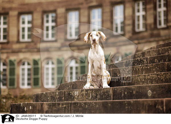 Deutsche Dogge Welpe / Deutsche Dogge Puppy / JAM-06011