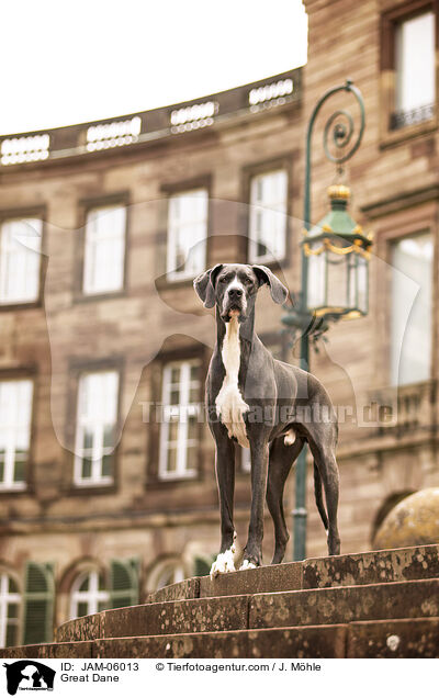 Deutsche Dogge / Great Dane / JAM-06013