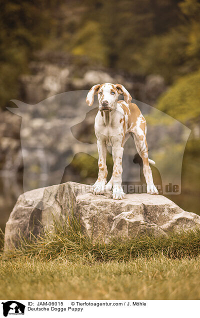 Deutsche Dogge Welpe / Deutsche Dogge Puppy / JAM-06015