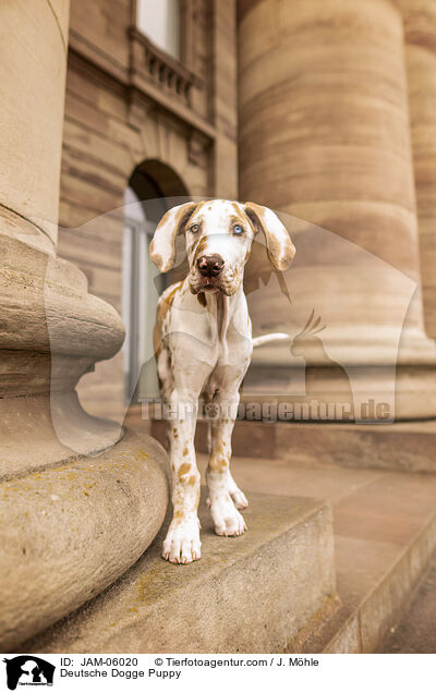 Deutsche Dogge Welpe / Deutsche Dogge Puppy / JAM-06020
