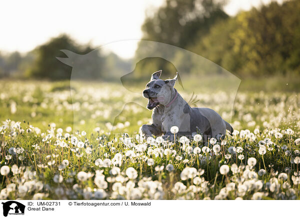 Deutsche Dogge / Great Dane / UM-02731