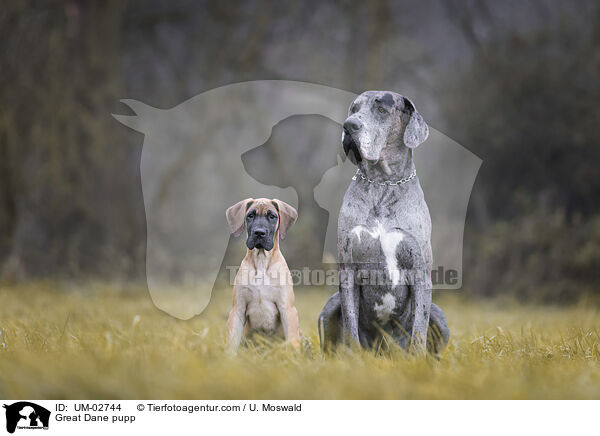 Deutsche Dogge Welpe / Great Dane pupp / UM-02744