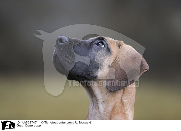 Deutsche Dogge Welpe / Great Dane pupp / UM-02747
