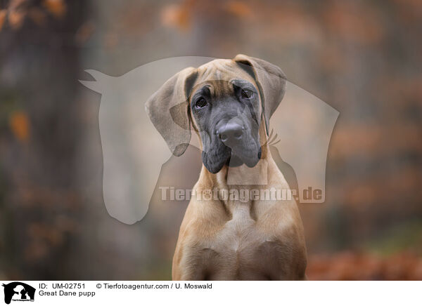 Deutsche Dogge Welpe / Great Dane pupp / UM-02751