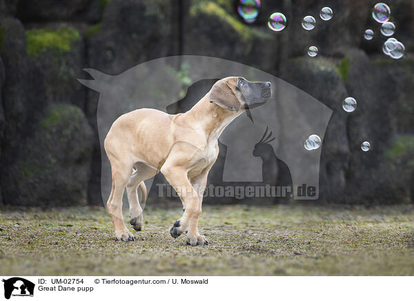 Great Dane pupp / UM-02754