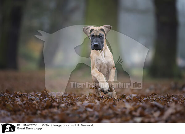 Deutsche Dogge Welpe / Great Dane pupp / UM-02756