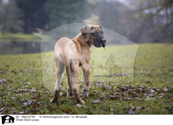 Great Dane pupp / UM-02759