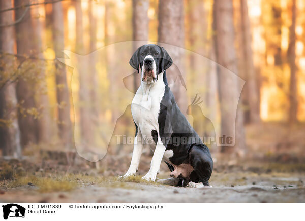 Deutsche Dogge / Great Dane / LM-01839