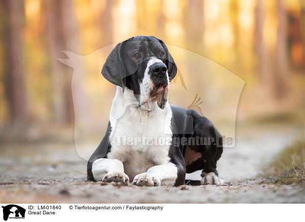Deutsche Dogge / Great Dane / LM-01840