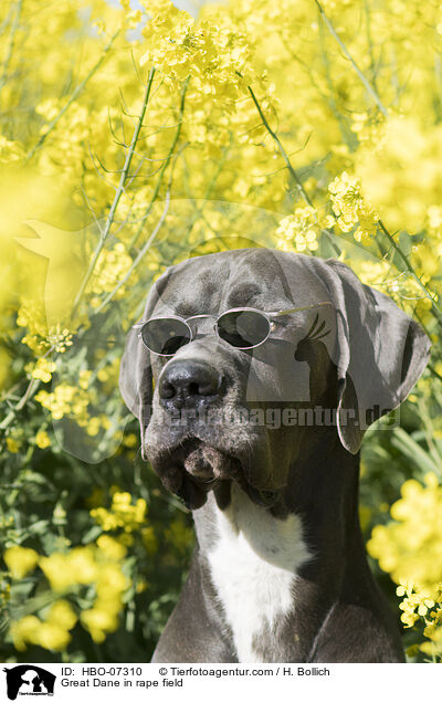 Deutsche Dogge im Rapsfeld / Great Dane in rape field / HBO-07310