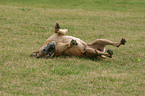 wallowing great dane