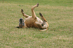 wallowing great dane