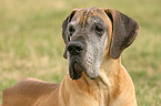 Great Dane