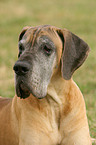 Great Dane