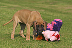 standing great dane puppy