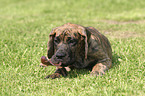 lying great dane puppy