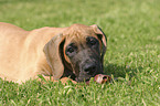 lying great dane puppy