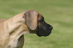 great dane puppy portrait