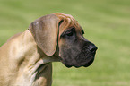 great dane puppy portrait