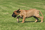 trotting great dane puppy