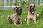 lying great danes