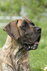 great dane Portrait