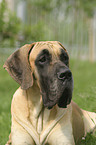 great dane Portrait