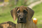 great dane puppy Portrait