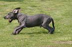 running great dane puppy